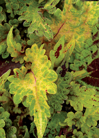 Coleus (Solenostemon) 'Gold Brocade'